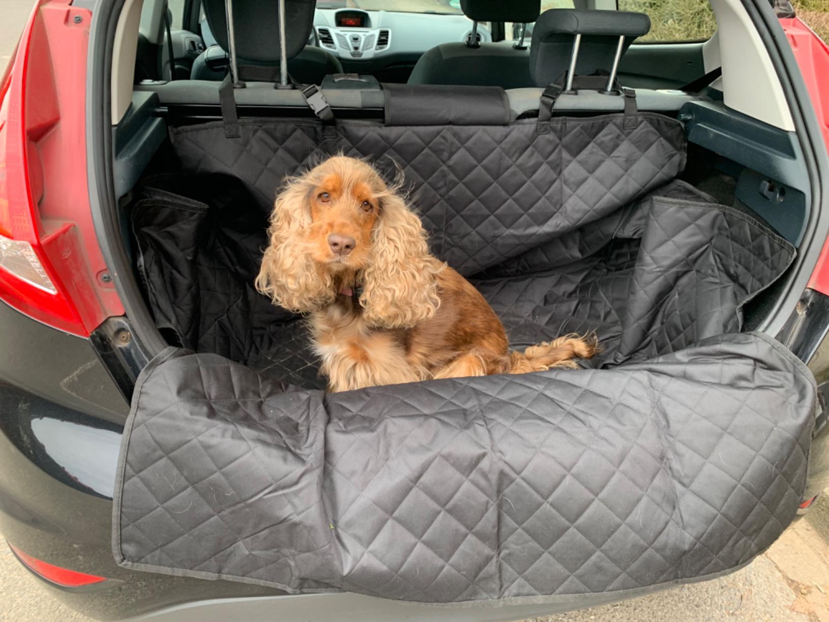Why Do We Need to Use All Sorts of Assistive Tools When Traveling with Our Pets?